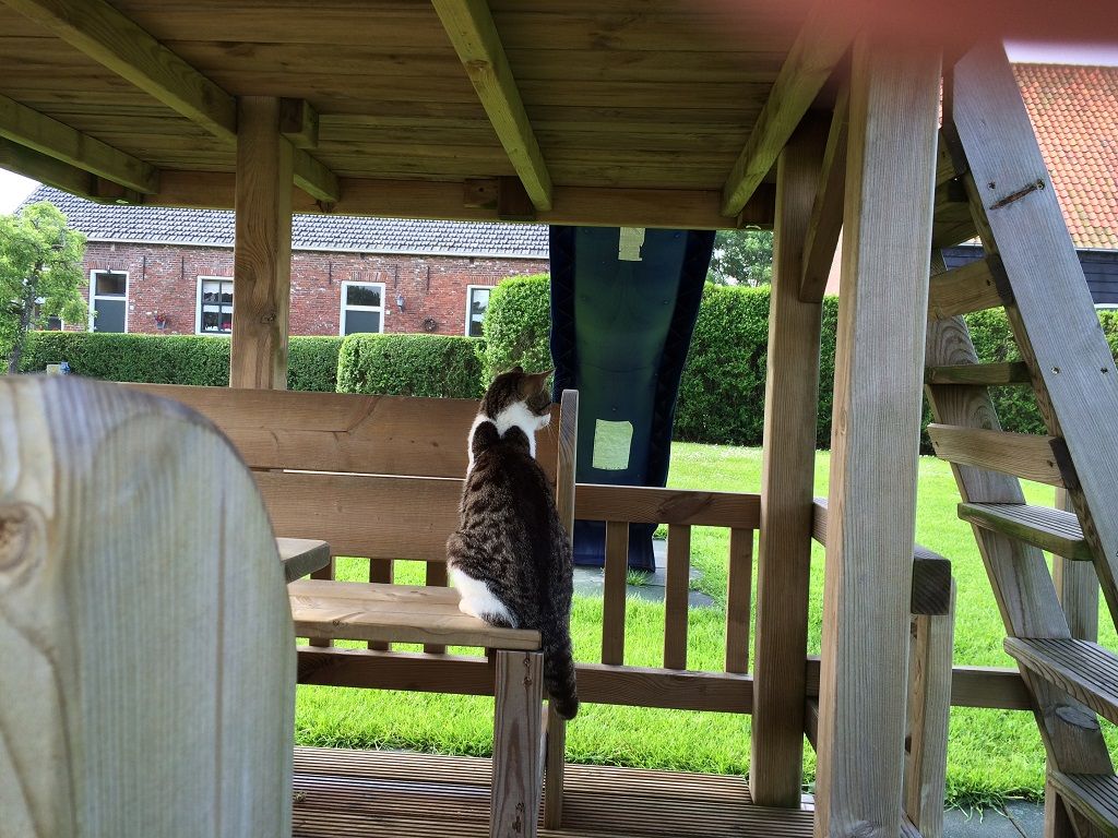 Kat op het speeltoestel