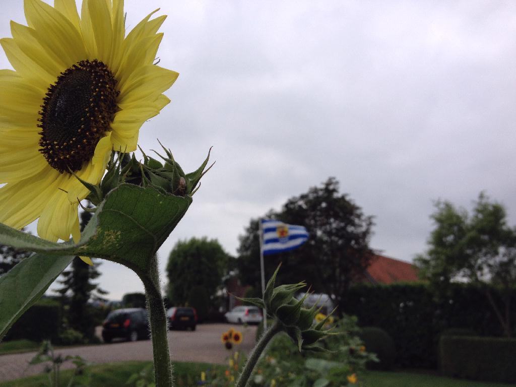Zonnebloem op het erf